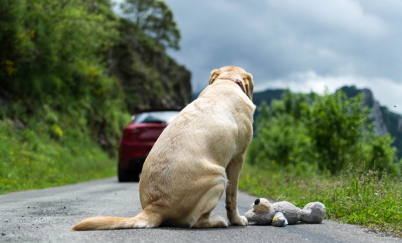 MORENA pedirá cárcel a quien abandone a los perros 