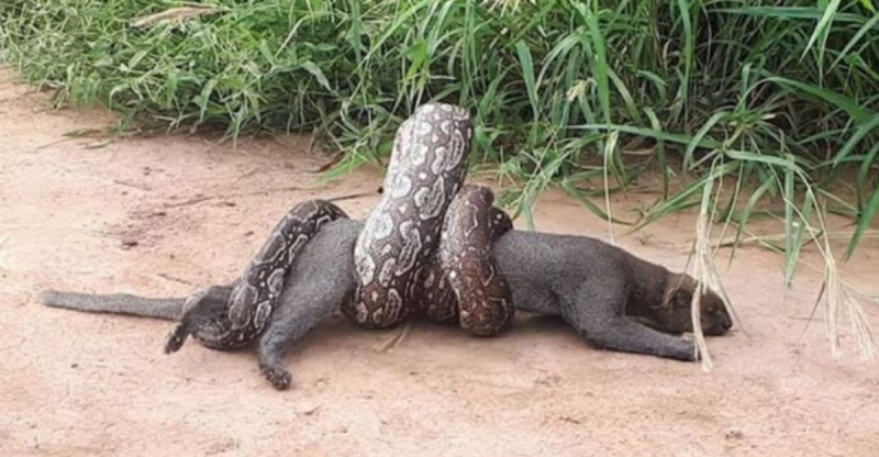 Guardabosques rescata a puma que estaba siendo devorado por serpiente (VIDEO)