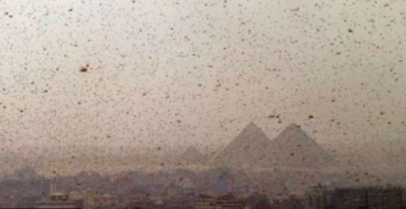 Plaga de langostas amenaza a Egipto; presagian el fin del mundo