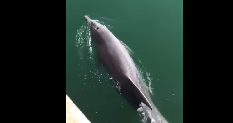 Delfines visitan canales de Venecia; cuarentena ha limpiado el agua