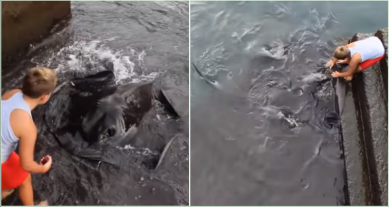 Niño juega a la orilla del mar y aparece extraña criatura (VIDEO)