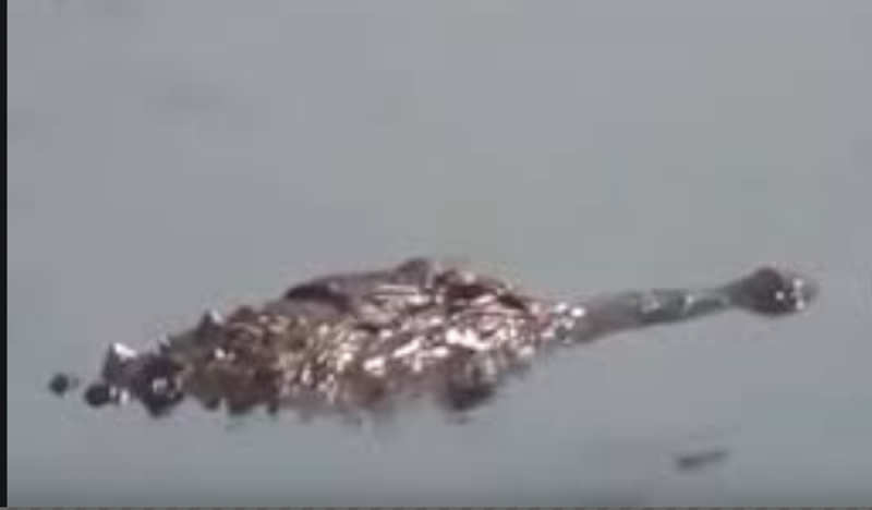 Cocodrilo intenta devorar a anciana mientras se bañaba en un río (VIDEO)