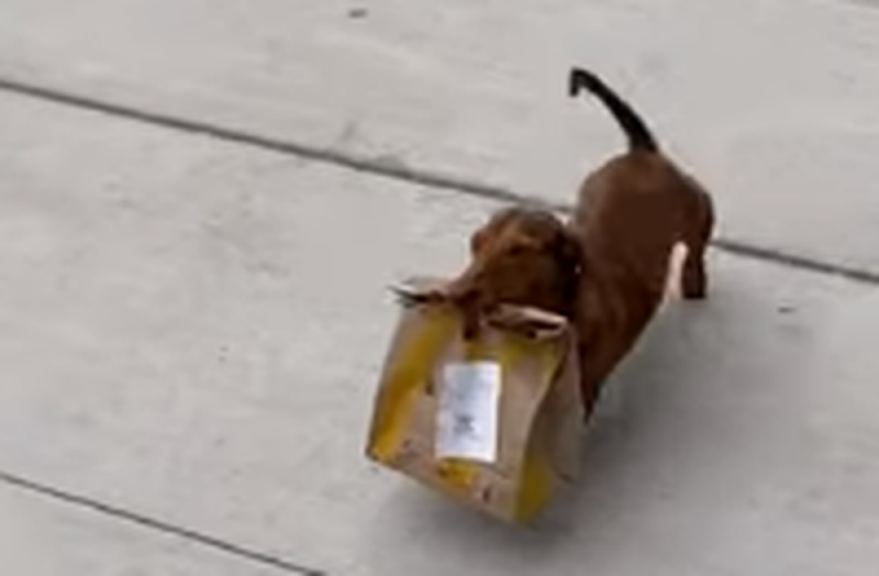 Perrito salchicha la hace de repartidor de comida durante la cuarentena y se hace viral