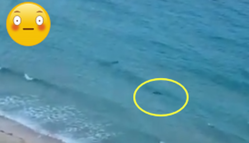 Bañistas salen huyendo; se metieron a nadar a la playa en plena cuarentena y ven a un tiburón