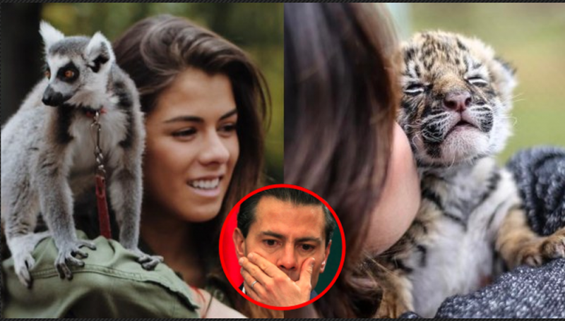 Un tigre, un león y un mono; las EXCLUSIVAS y caras MASCOTAS de la hija de EPN