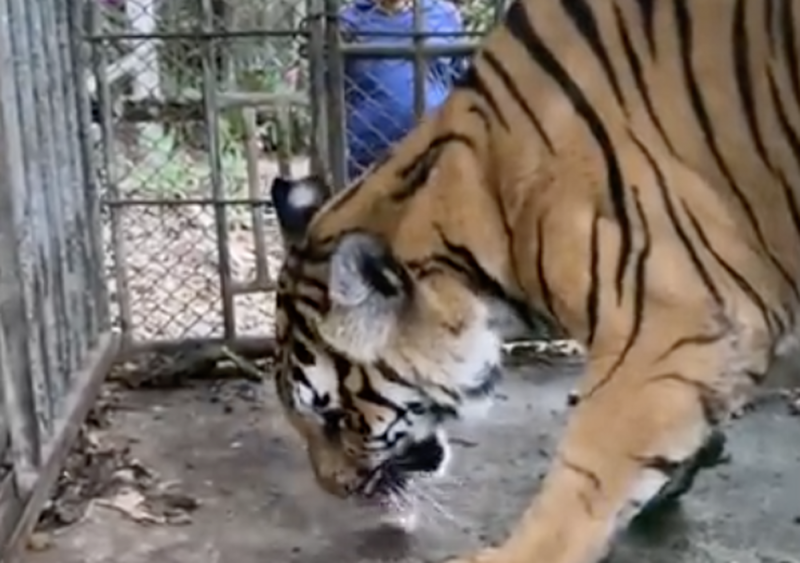 Descubren zoológico ABANDONADO con decenas de animales HAMBRIENTOS (VIDEO)