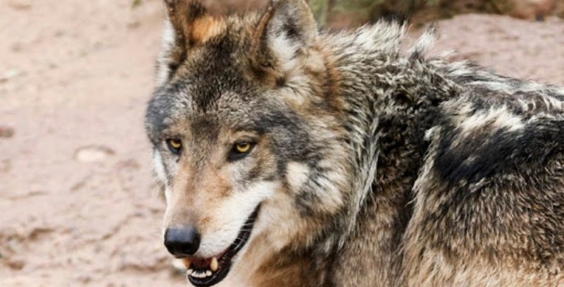 LOBO gris que se creía EXTINTO es visto durante la CUARENTENA