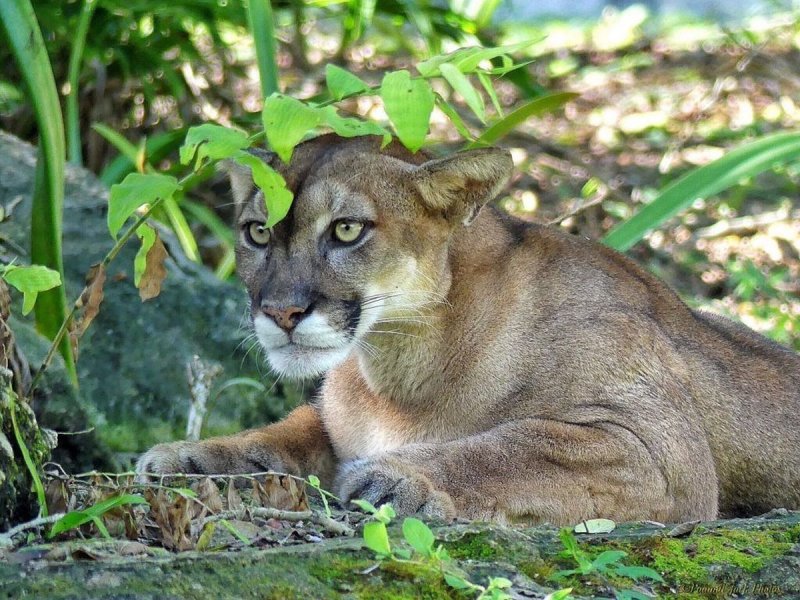 Profepa abre INVESTIGACIÓN por CAZA de PUMAS en YUCATÁN ante nuevos hallazgos