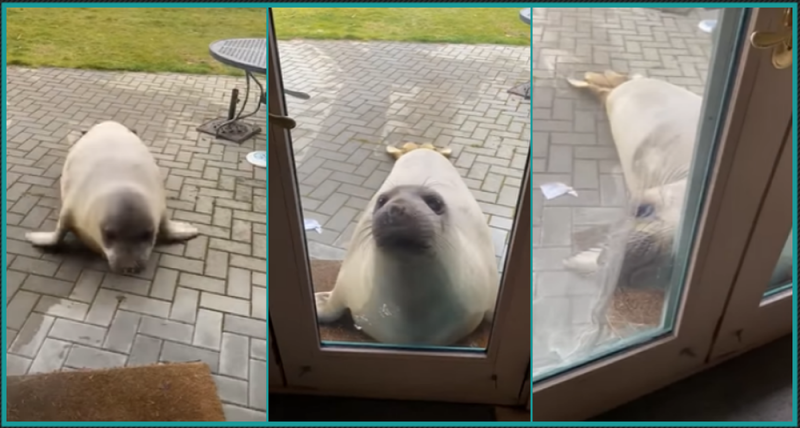 Elefante Marino toca la puerta de su casa para SUMARSE a la CUARENTENA (VIDEO)