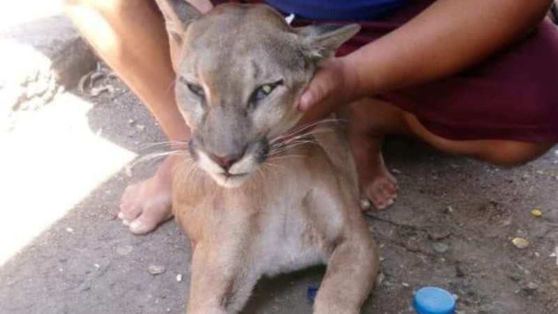 Salen a CAZAR pumas y venados pese a CUARENTENA; ya son buscados