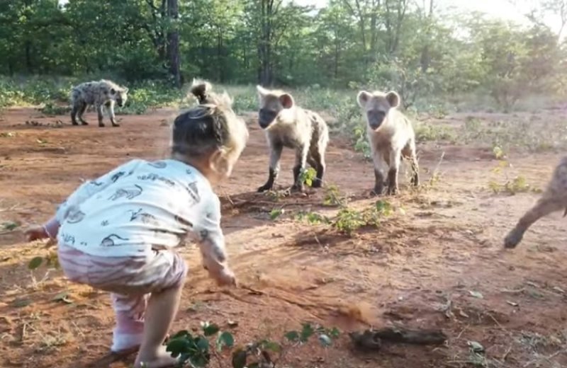 ¡De nervios! Graban a niña de DOS años JUGANDO con una MANADA de HIENAS