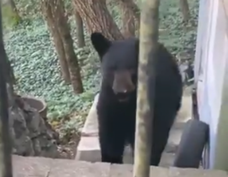 Osos negros INVADEN las calles en Nuevo León en busca de COMIDA