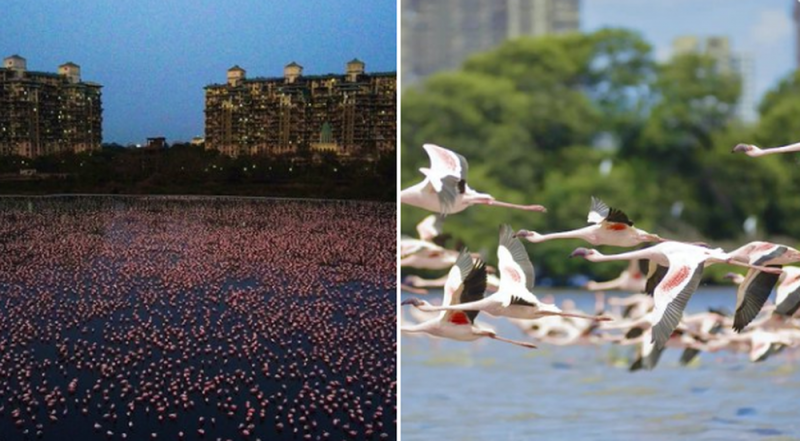 Millones de Flamencos invaden Mambai ante AUSENCIA de humanos