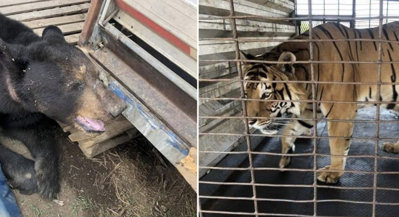 FGR RESCATA a un Oso Negro y a un Tigre de Bengala de CIRCO en Oaxaca 