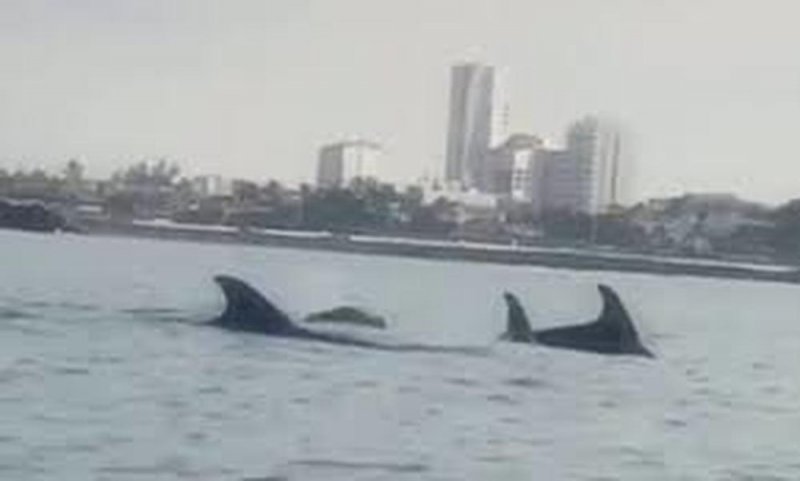 ¡Es real! Ante la ausencia de humanos DELFINES juegan en las costas de Veracruz