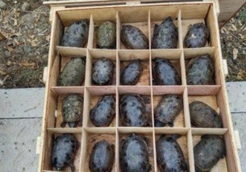 PROFEPA decomisa 15 mil TORTUGAS que estaban a punto de ser enviadas a China