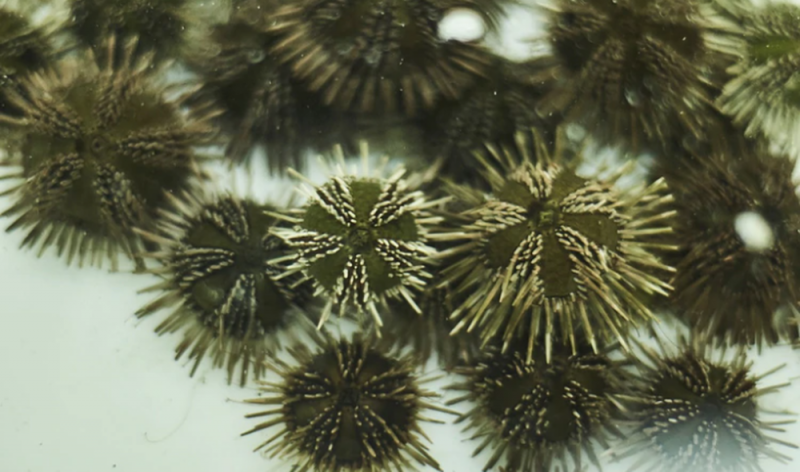 Huevos de ERIZO podrían ayudar a encontrar la CURA del Coronavirus