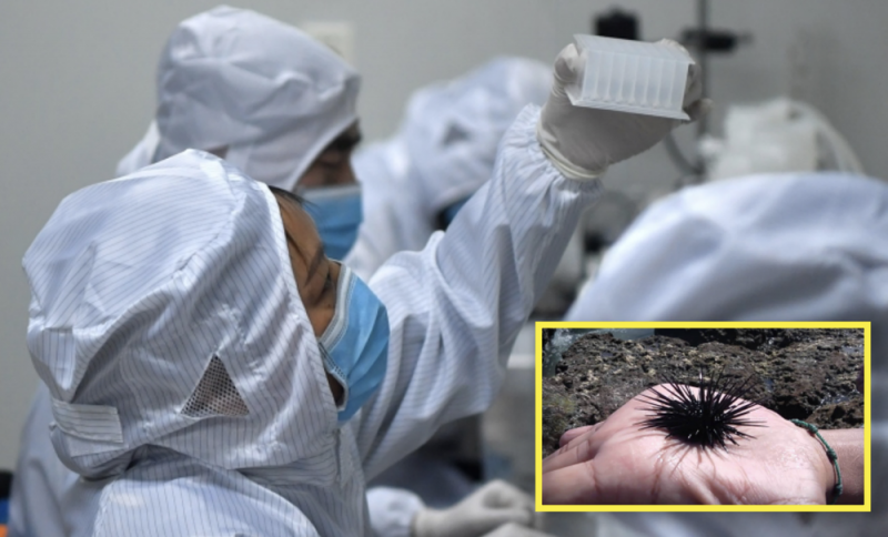 Huevos de ERIZO podrían ayudar a encontrar la CURA del Coronavirus