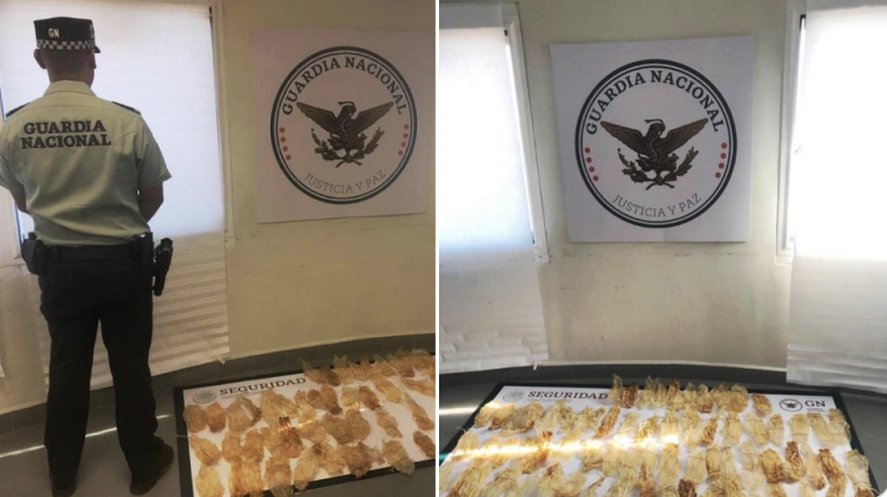 Incauta Guardia Nacional 127 piezas de Buche de Totoaba en Mazatlán