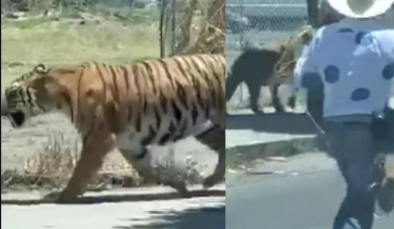 ¿Qué pasó con el Tigre de Bengala que un CHARRO de Jalisco atrapó con un lazo?