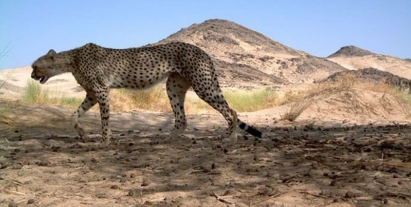 Después de 10 años, aparece GUEPARDO del Sahara en PELIGRO de extinción