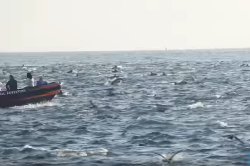 SORPRENDE manada de mil delfines ACOMPAÑANDO a un barco en costas de California