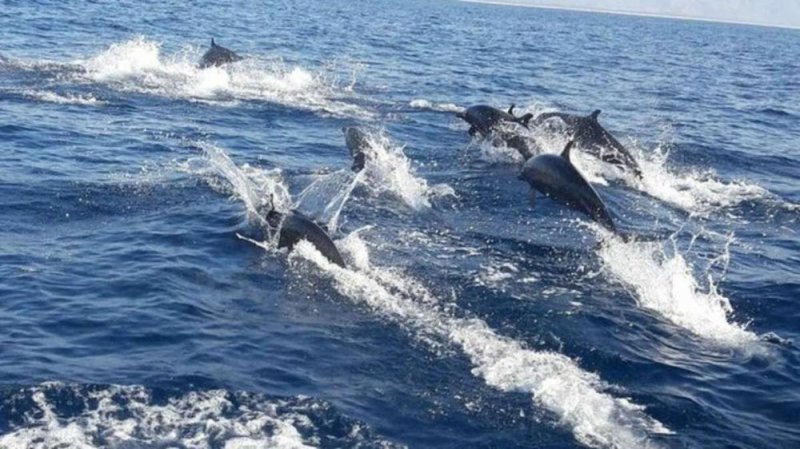 Tras AUSENCIA de gente por Coronavirus, cientos de delfines se dejan ver en Oaxacay