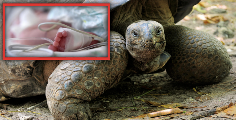 Le dan sangre de TORTUGA para no contagiarse de COVID19 y fallece; tenia 5 meses