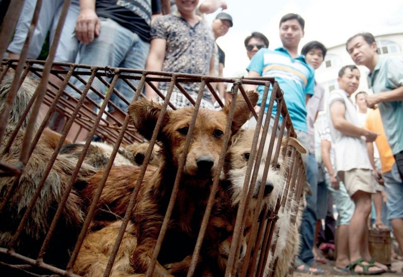 El CONSUMO de perros, gatos, serpientes y lagartos ya están prohibidos en China