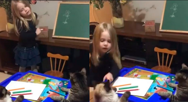 Niña juega a la escuelita con sus gatos durante la CUARENTENA y se vuelve VIRAL en redes