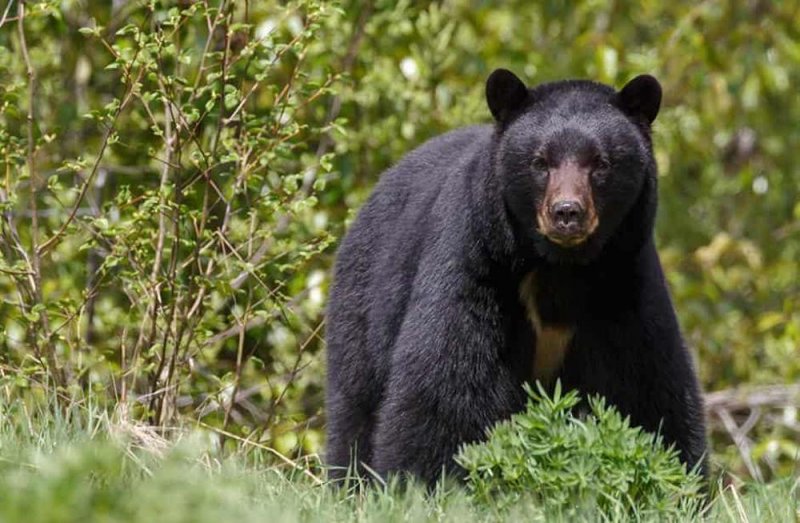 ATROPELLAN a OSO cuando intentaba CRUZAR la carretera 