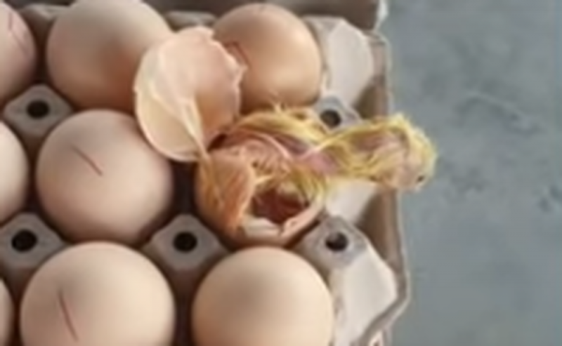 SORPRENDE  pollito al NACER en huevera a la venta en SUPERMERCADO