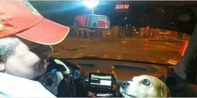 Taxista se vuelve TENDENCIA al trabajar con su perrita copiloto “Princesa”