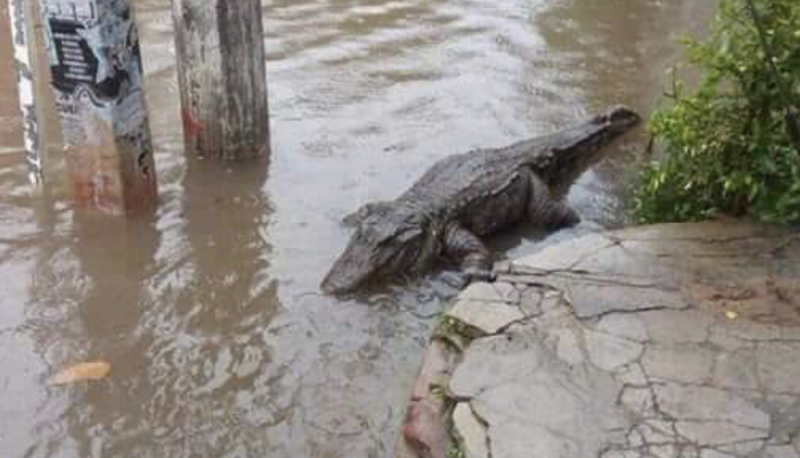 COCODRILOS salen de su hábitat y CAMINAN POR LAS CALLES tras inundaciones en Campeche