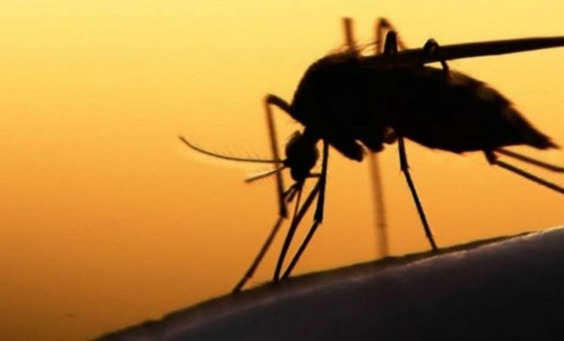 Alerta Secretaría de Salud de plaga de mosquito negro que causa encefalitis