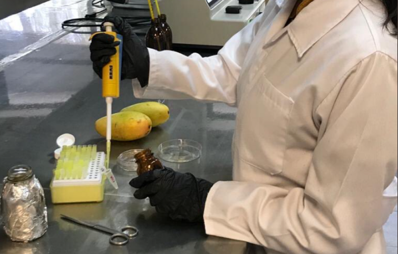 Estudiante del IPN descubre PROPIEDADES curativas en la cáscara del Mango