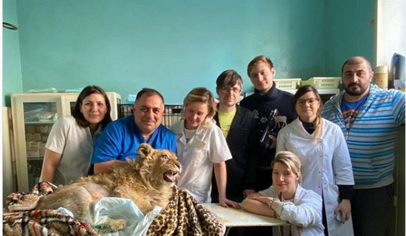 Fotógrafos ROMPEN patas traseras a León para que NO ESCAPE y pose para fotos