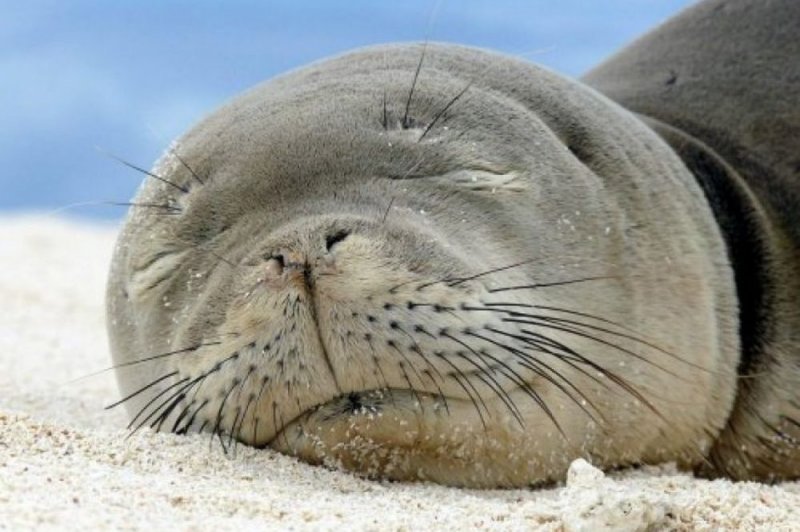 TODO por una SELFIE; turistas golpean y MATAN a una foca 