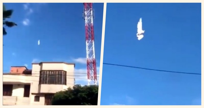 Causa sorpresa ave suspendida en el aire ¿falla en La Matrix?y