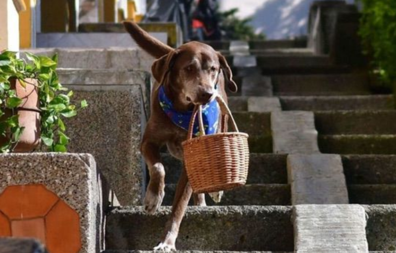 ASALTAN a Eros, el perrito repartidor de un MERCADO que ayudaba durante PANDEMIA