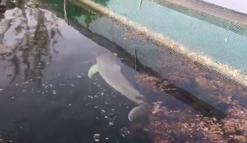 Denuncian ABANDONO de delfines en estanque de complejo turístico; redes se indignany