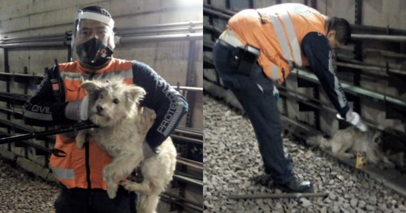 Rescatan SANO Y SALVO a perrito que deambulaba por las vías del METRO