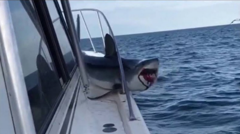 Tiburón salta a un barco, AGARRA a un niño y se lo lleva al mar
