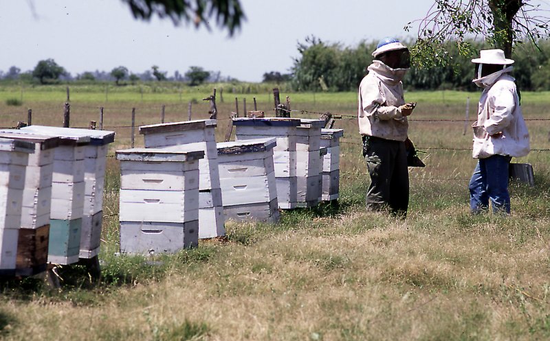 ALERTA: Abejas se quedan SIN COMIDA en Yucatán