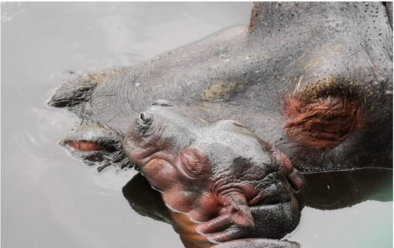 Bebé hipopótamo nacido en México tiene POCAS probabilidades de sobrevivir