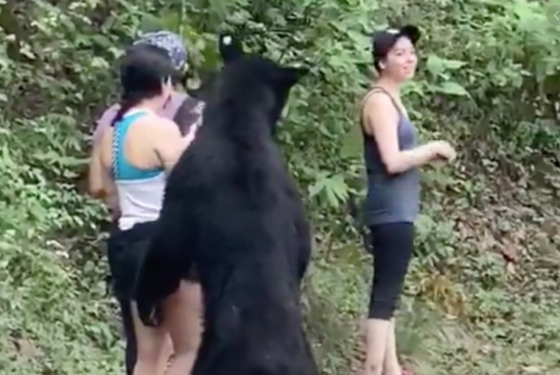 Director de Parque Ecológico busca ENCERRAR a oso que se tomó una selfie con una mujer
