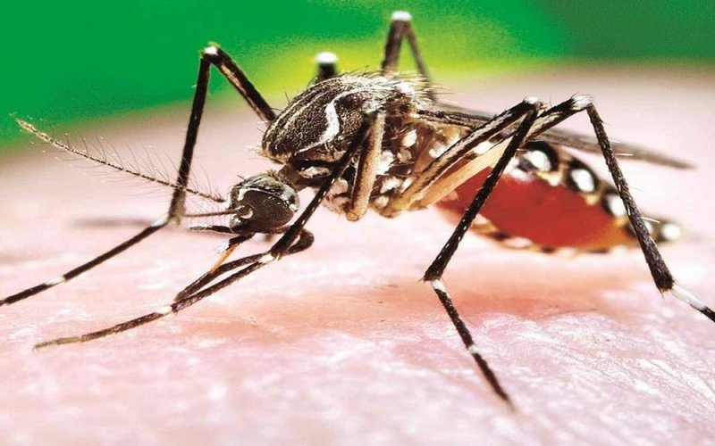 El DENGUE regresa, no debes CONFIARTE: Estos son los SÍNTOMAS del Virus