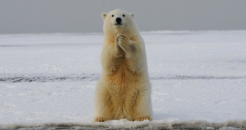 ¿Por qué los osos Polares desaparecerían del planeta para el año 2100?