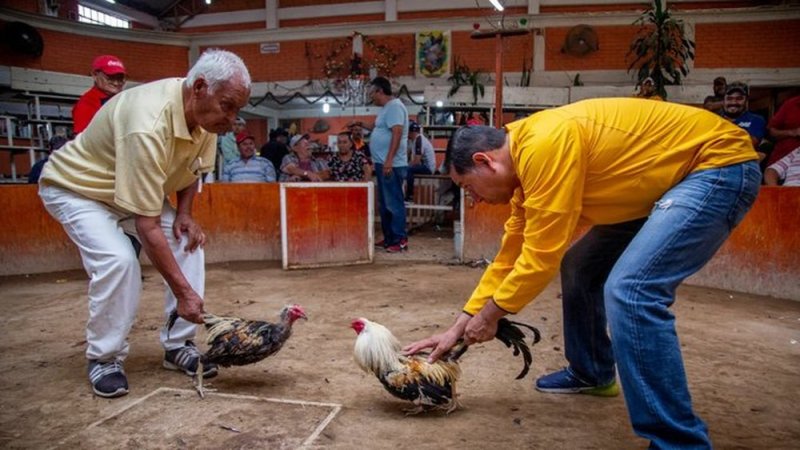 Alcalde de este MUNICIPIO declara las peleas de GALLOS PATRIMONIO cultural 