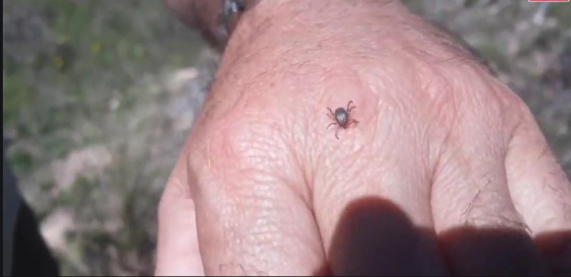 Extraño VIRUS Chino transmitido por GARRAPATAS deja 7 muertos